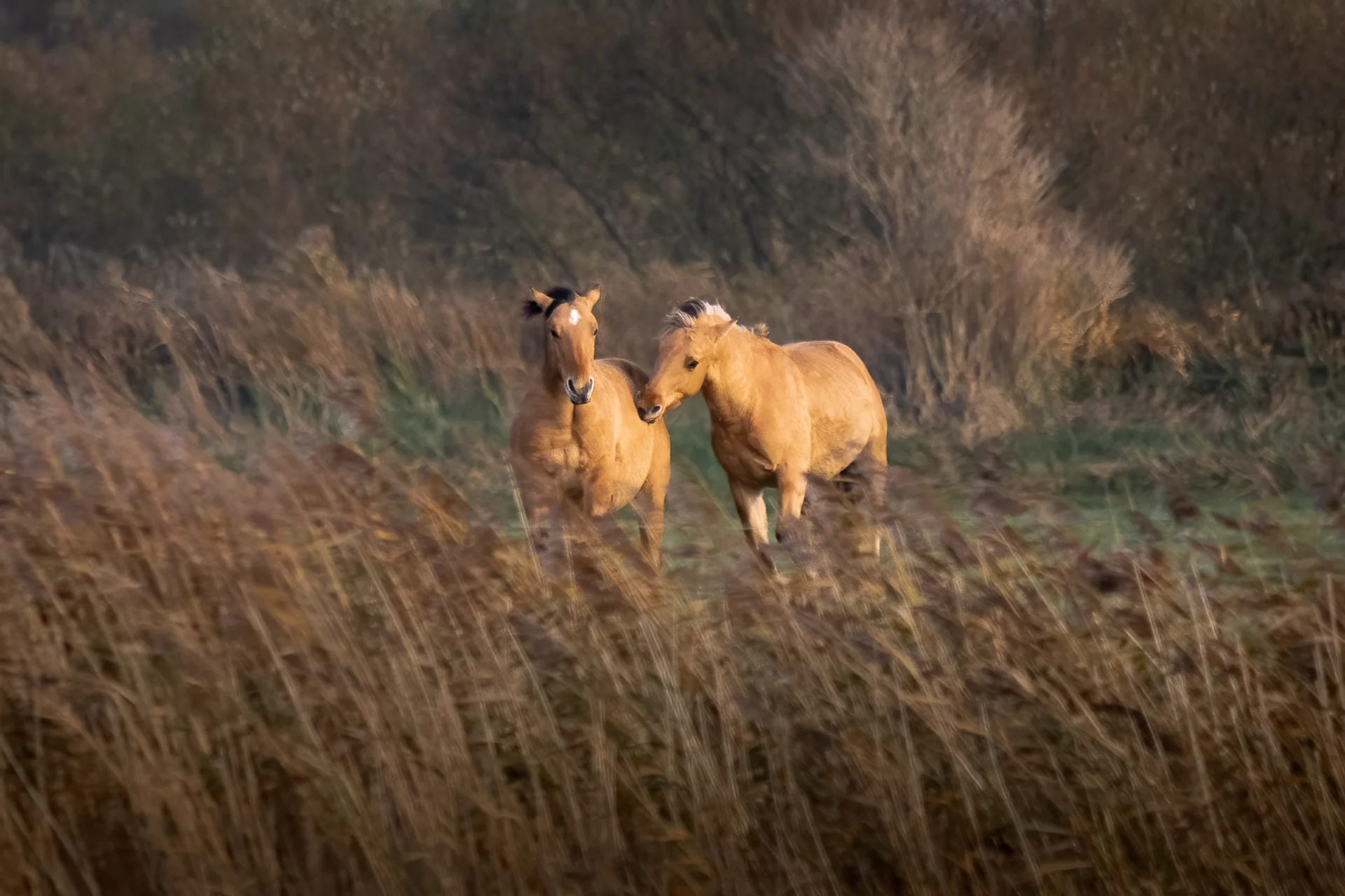 Horses in Parc du Marquenterre, Baie de Somme