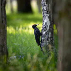 Black woodpecker, Rambouillet, France.