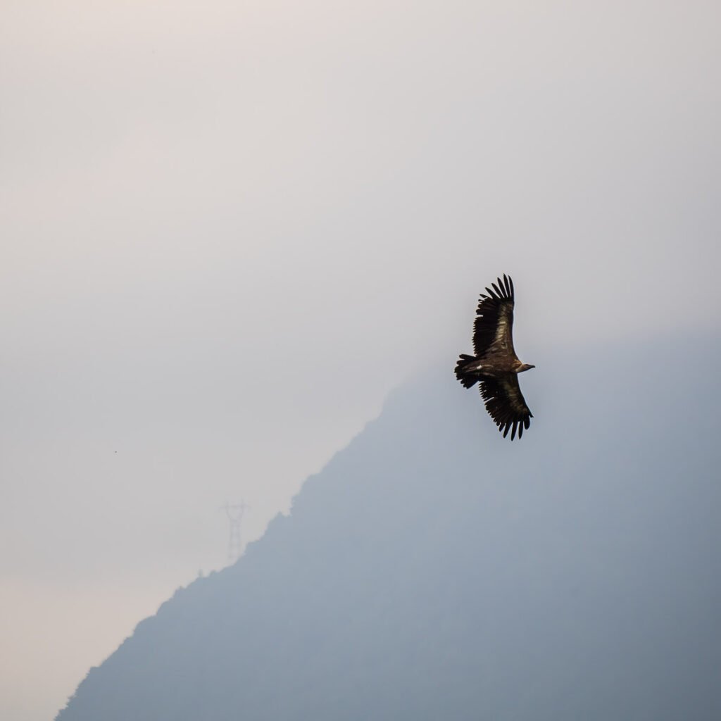 Vulture mist 1