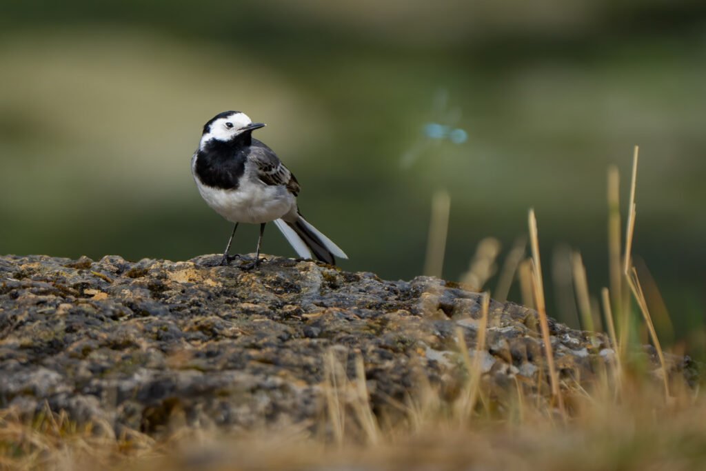 Gray wagtail observing a dragonfly