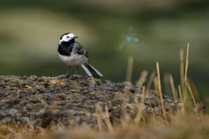 Gray wagtail, Switzerland.