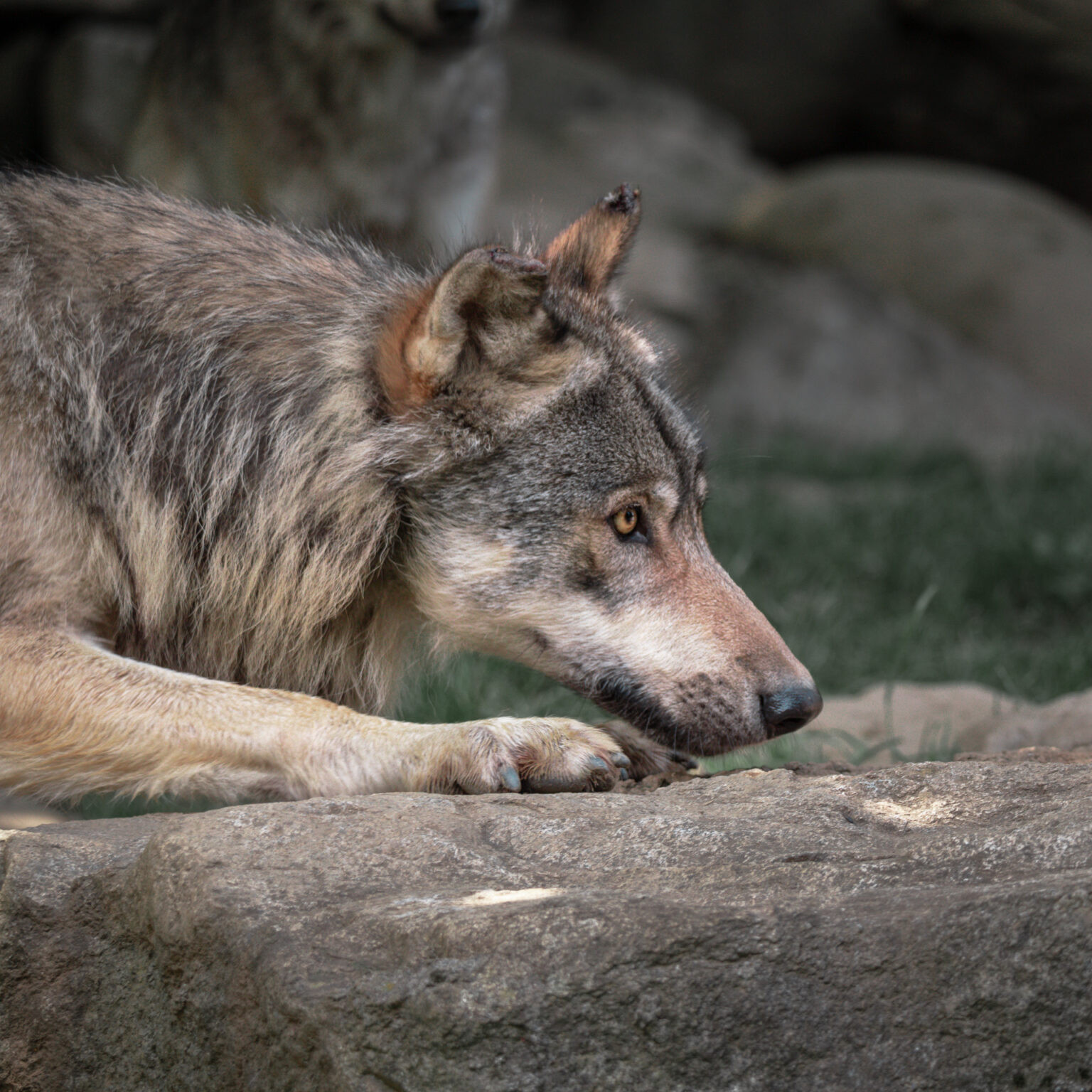 Wolf in Parc des Pyrénées, France.