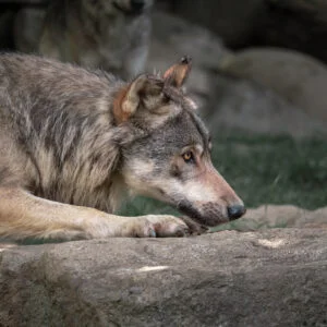 Lobo en Parc des Pyrénées, Francia