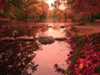 Maple fall