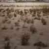 Salicornia fields