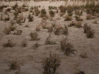 Salicornia fields