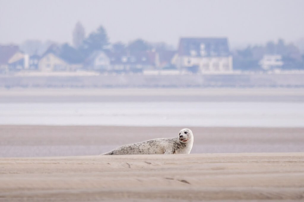 Seal home