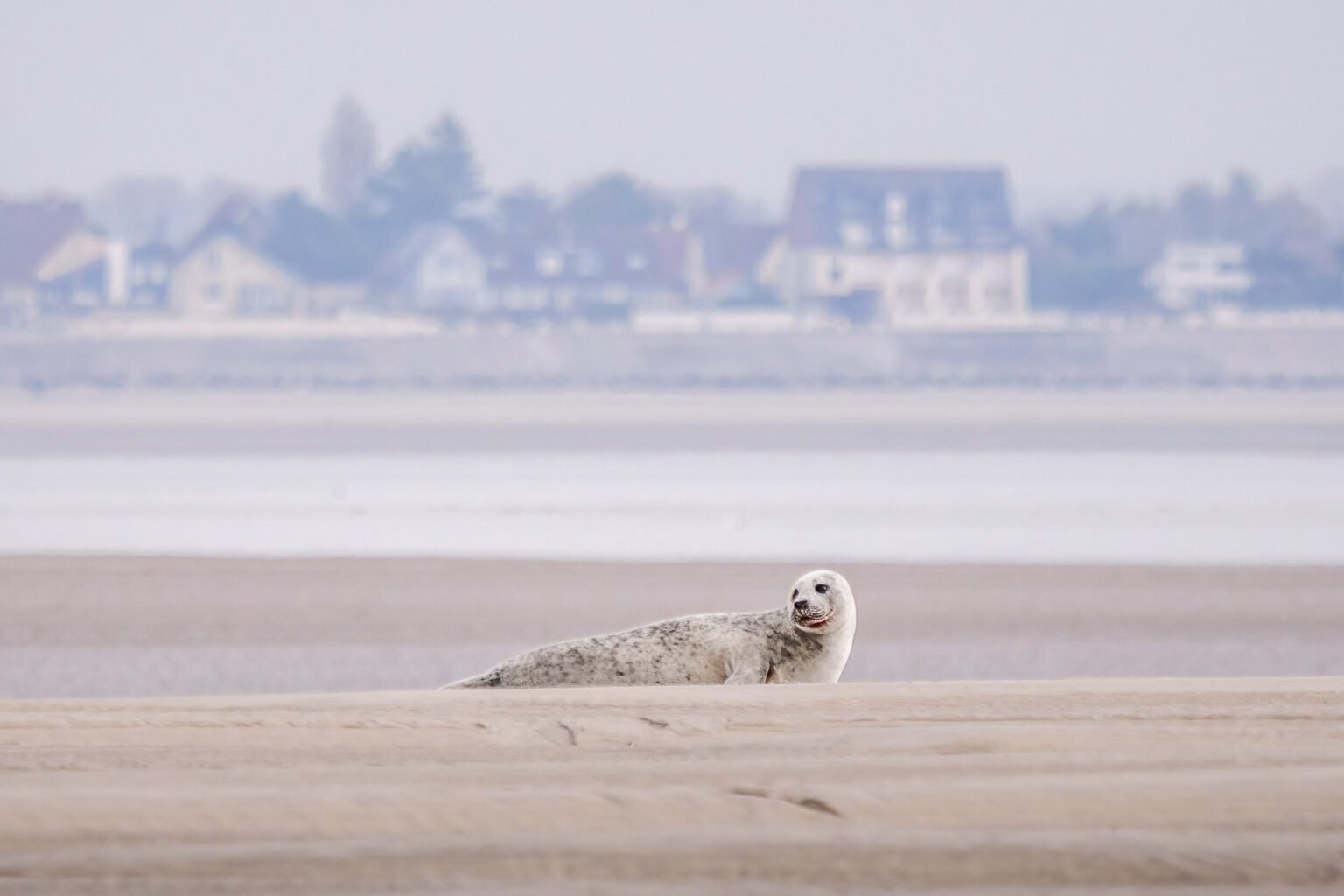 Seal home