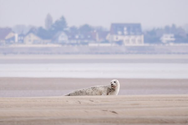 Seal the house