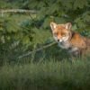 Fox in the bush at Croissy sur Seine