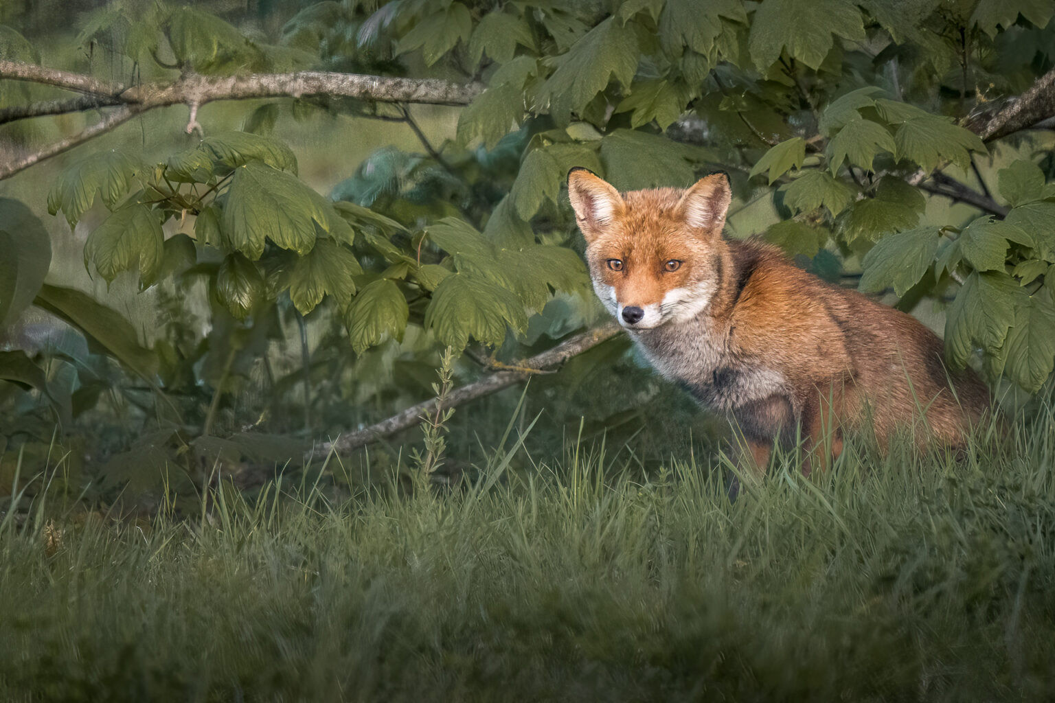 Fox in the bush at Croissy-sur-Seine.