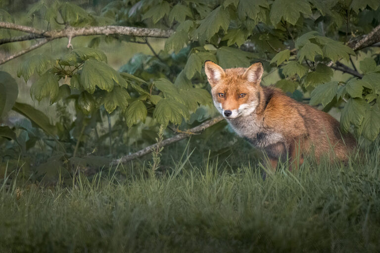 Renard dans les buissons à Croissy-sur-Seine.