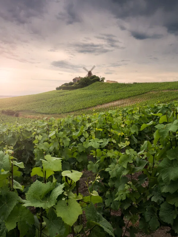 Moulin de la célèbre marque de champagne Mumm
