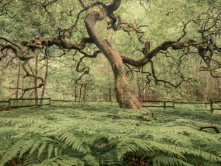 Crooked oak in the Faux de Verzy forest, France