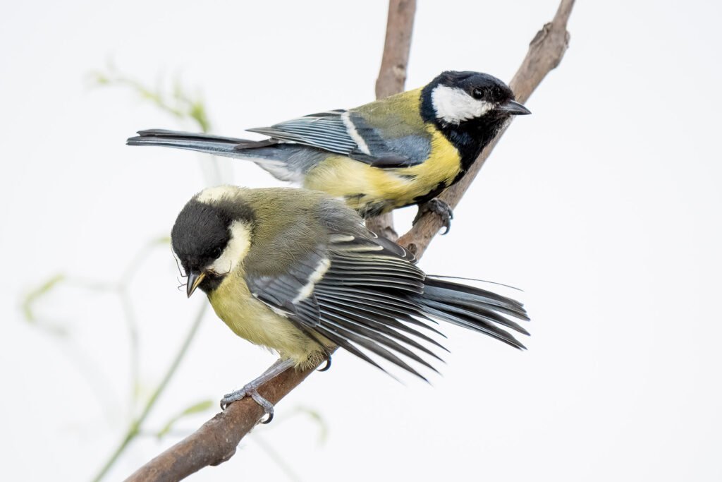 Great tit during spring in Le Pecq