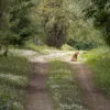 Fox in the middle of the path, Croissy sur Seine, France