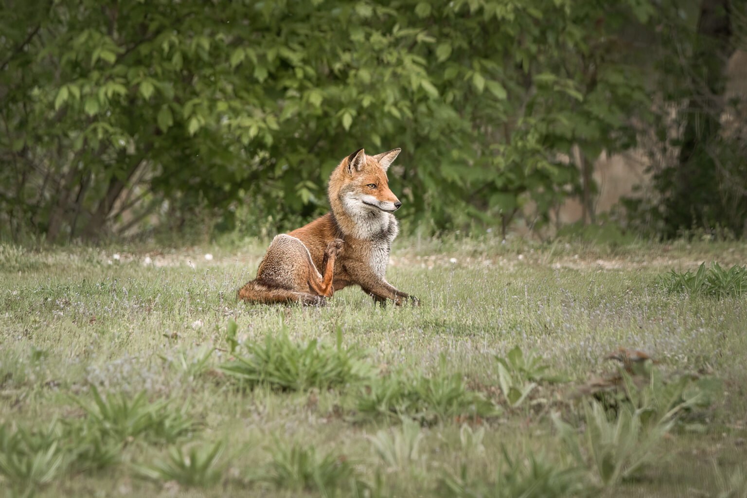 Zorro en la pradera, Croissy sur Seine, Francia