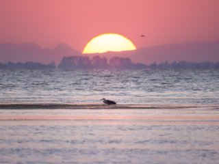 Heron in the sunset at Etang de Vaccares, Camargue, France