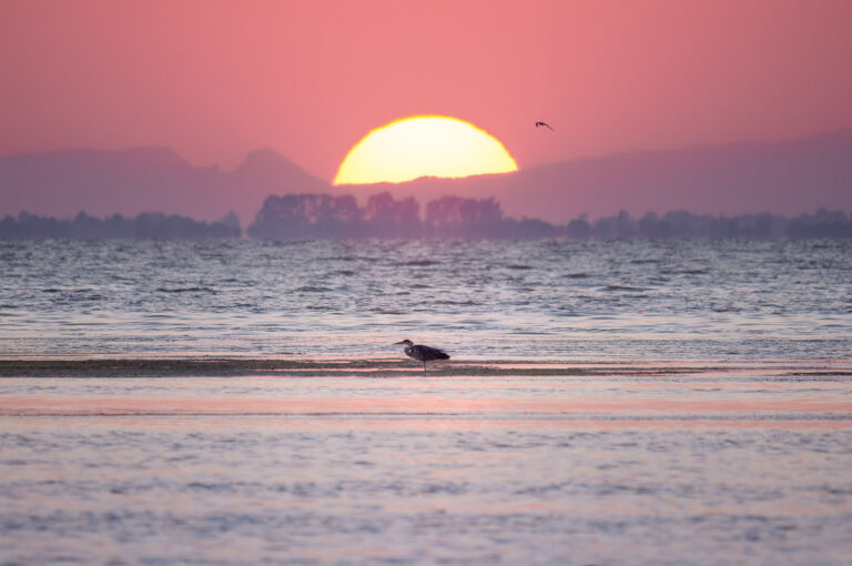 Heron in the sunset at Étang de Vaccarès, Camargue, France.