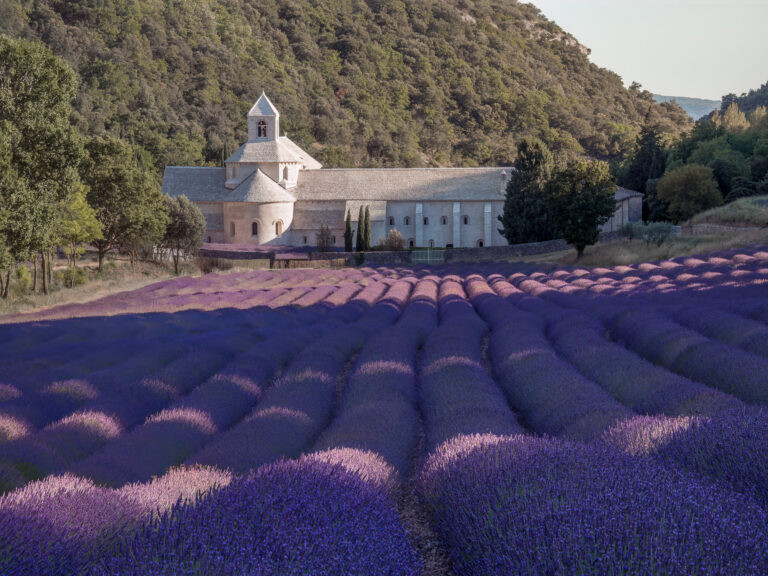 Sénanque abbey and lavender fields, Provence.