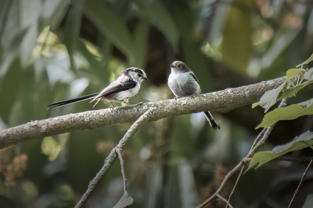 Long tailed tit on a brench in Rueil-Malmaison
