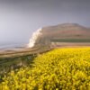 Blanc-Nez cap and rapeseed field, France