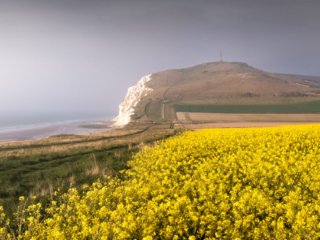 Blanc-Nez cap and rapeseed field, France