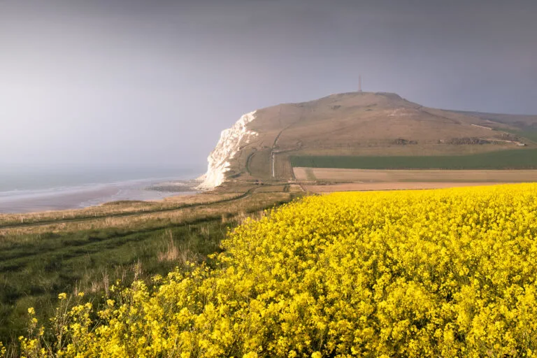 Cap Blanc-Nez and rapeseed field, France
