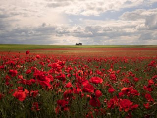 House and the poppies field in Champagne, France