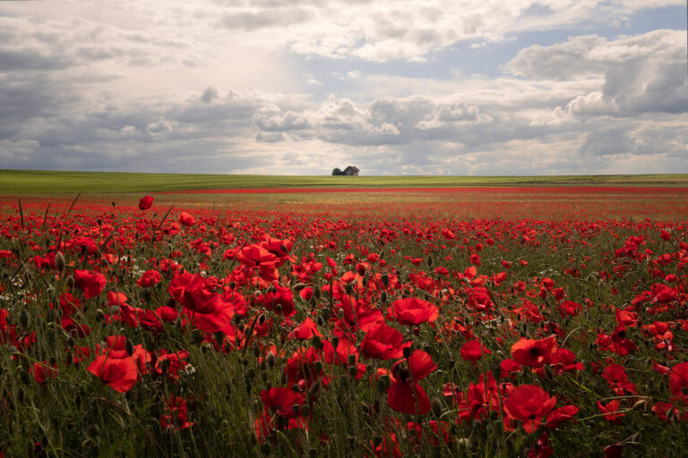 House and the poppies field in Champagne, France.