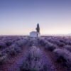 Sunrise on the lavander fields in Valensole, France