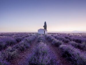 Sunrise on the lavander fields in Valensole, France
