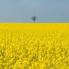 Rapeseed fields in Berck-sur-Mer, France