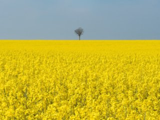 Rapeseed fields in Berck-sur-Mer, France