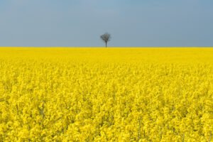 Rapeseed fields in Berck-sur-Mer, France