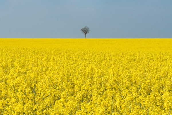 Champs de colza à Berck-sur-Mer, France