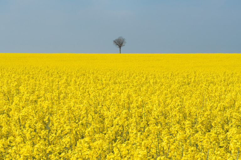 Champs de colza à Berck-sur-Mer, France.