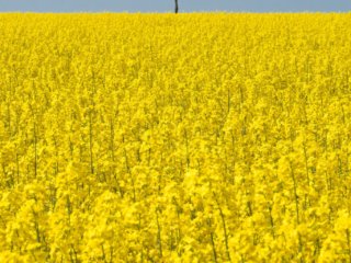 Rapeseed fields in Berck-sur-Mer, France