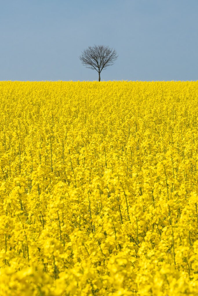 Rapeseed fields in Berck-sur-Mer, France