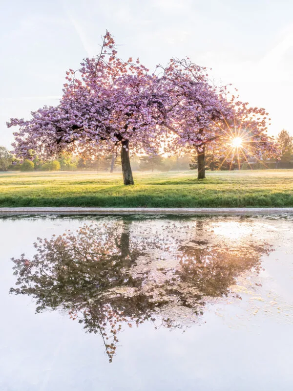 El amanecer y los cerezos en Le Pecq, Francia