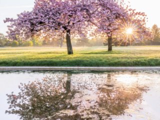 Sunrise and the cherry trees in Le Pecq, France
