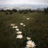 Path of daisies at Mont Mezenc in Ardeche