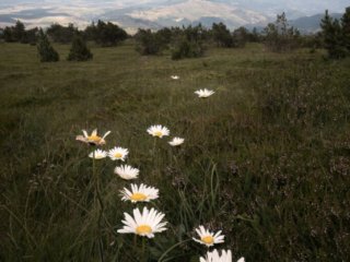 Path of daisies at Mont Mezenc in Ardeche