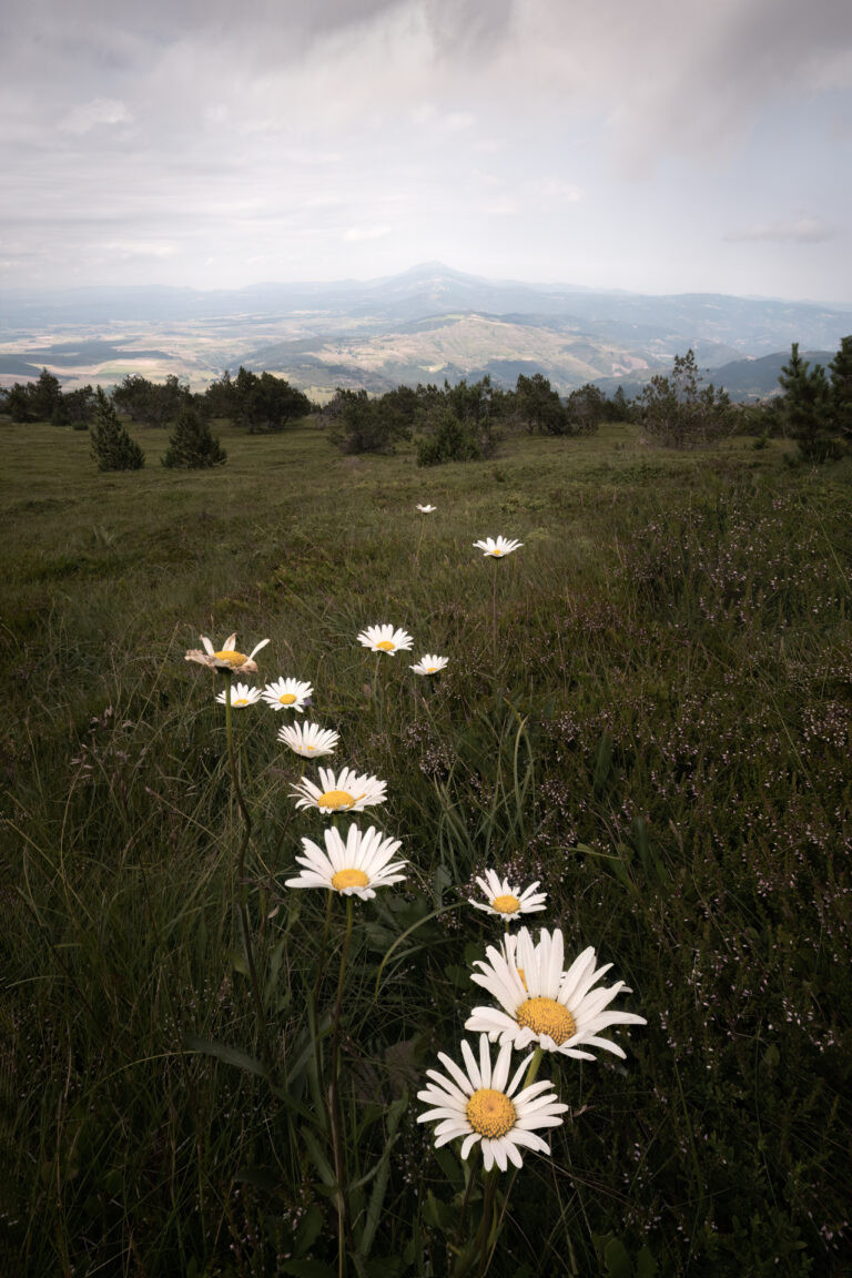 Weg durch Margeriten am Mont Mézenc in der Ardèche.