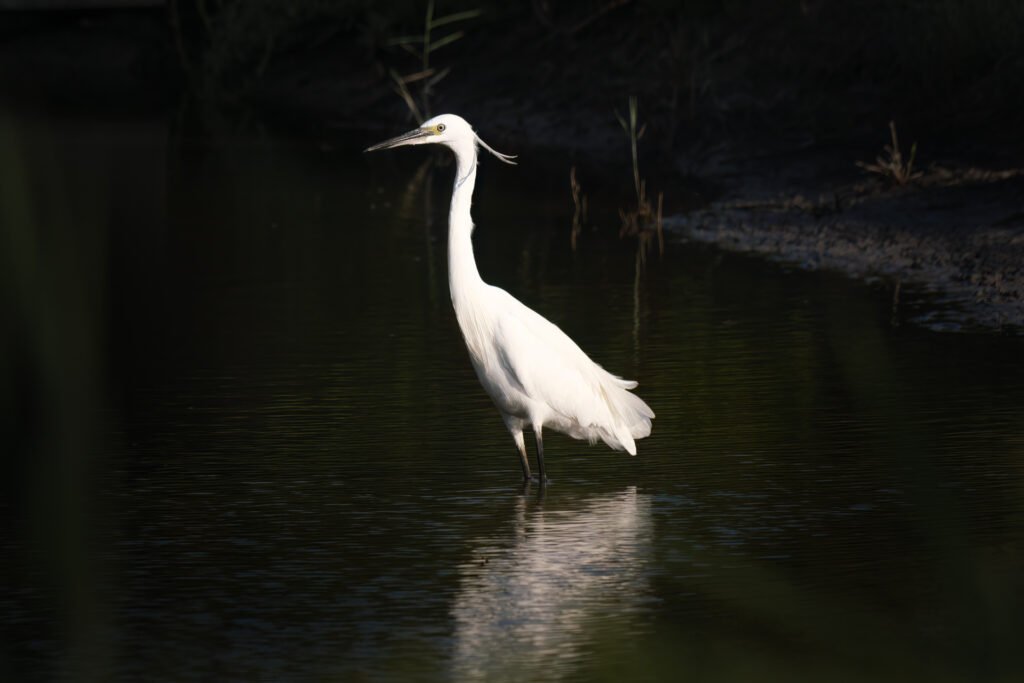 Little egret with a dark light at Pont de Gau, Camargue, France