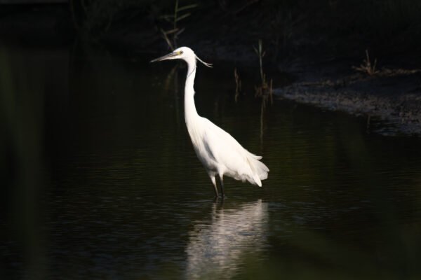 Little egret with a dark light at Pont de Gau, Camargue, France