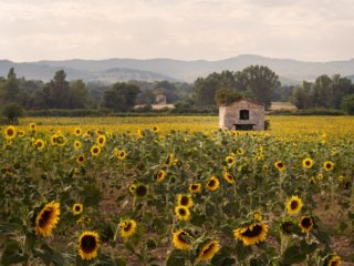 Sunflowers and little house in Ardeche, France