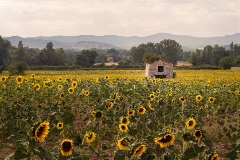 Sunflowers and little house in Ardèche, France