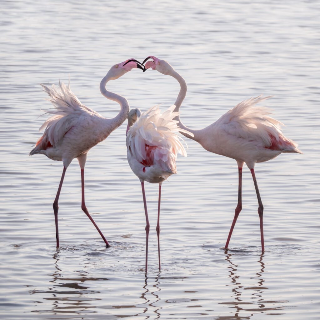 Flamingos at Pont de Gau, Camargue, France