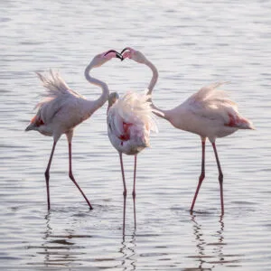 Flamingos at Pont de Gau, Camargue, France